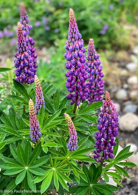 Lupine