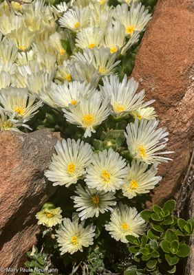 Yampa Botanical Park
