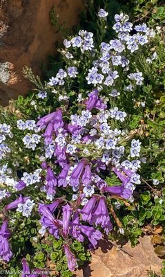 Yampa Botanical Park