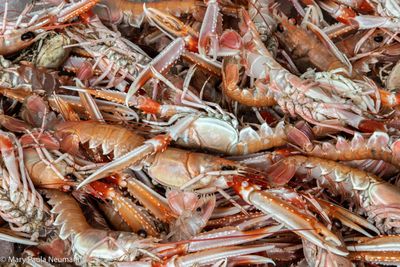shrimp at Oban fish market