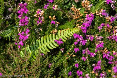 Heather and fern
