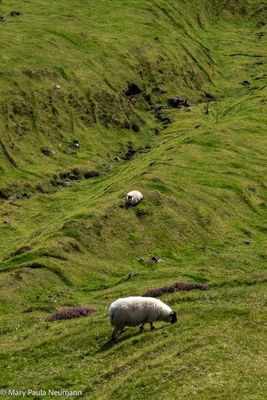 Sheep at Quairaing
