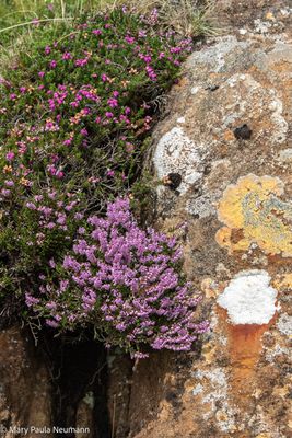 Heather at Quairaing
