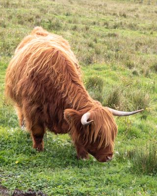 Hairy Coo