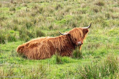 Hairy Coo
