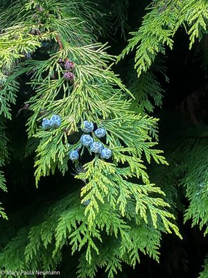 Juniper