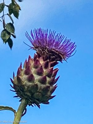 Thistle