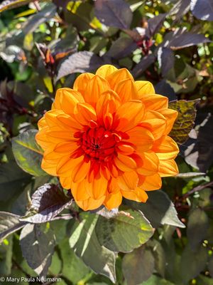 Dahlia at Inverness Botanical Garden