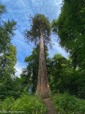 Grounds of Blair Castle