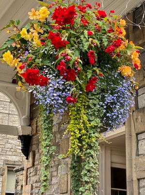 Fabulous hanging baskets in Pitlochry