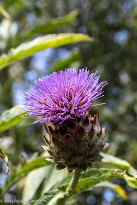 Thistle
