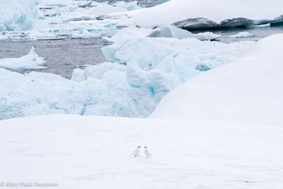 snow petrels on iceberg
