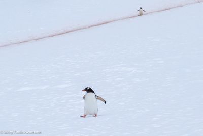 Gentoo penguin headed downhill