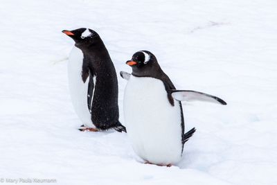 Gentoo penguins