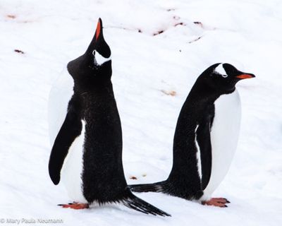 Gentoo penguins