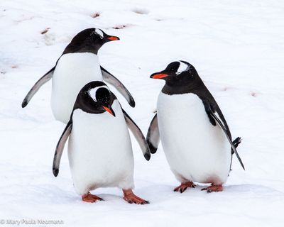 Gentoo penguins