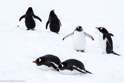 Gentoo penguins