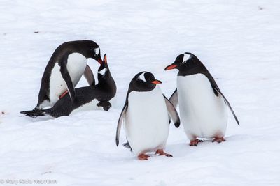 Gentoo penguins