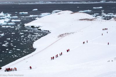 excursion to gentoo penguin colony
