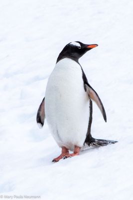 Gentoo penguins