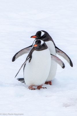 Gentoo penguin
