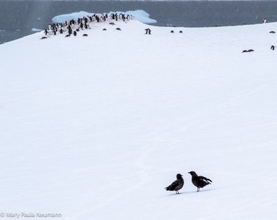 Skua watching the penguins