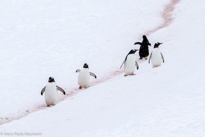 Gentoo penguins strolling along the penguin highway