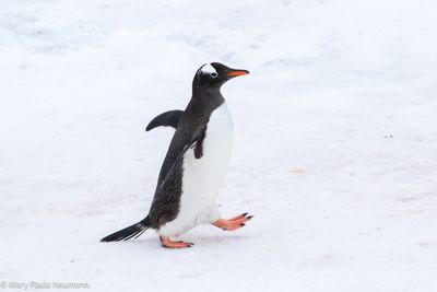 Gentoo penguin stepping out