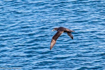 Petrel