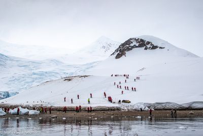 Excursion to Gentoo penguin colony