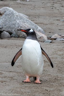 Gentoo penguin