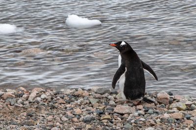 Gentoo penguin