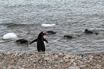 Gentoo penguins