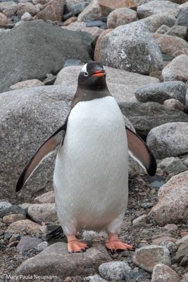 Gentoo penguin