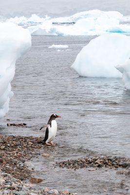Gentoo penguin