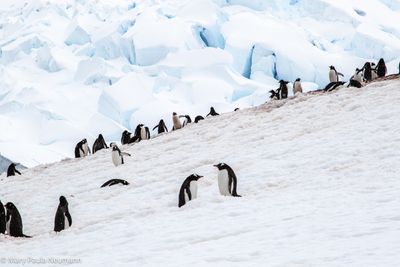 Gentoo penguin colony