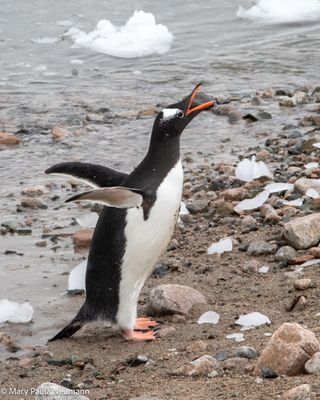 Gentoo penguin
