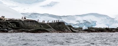 Gentoo Penguins