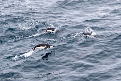 Chinstrap penguins swimming