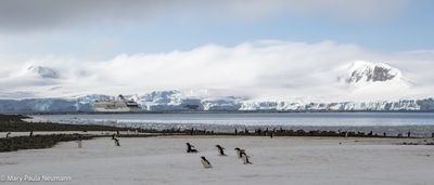 Penguin colony