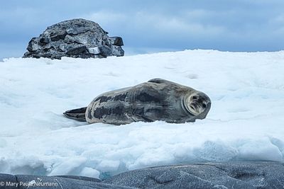 Weddell seal