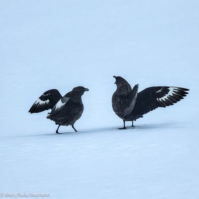 Skua birds
