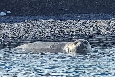 Elephant seal