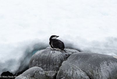 Chinstrap penguin