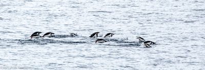 Gentoo penguins swimming