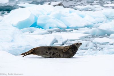 Seal