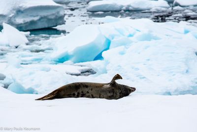 seal