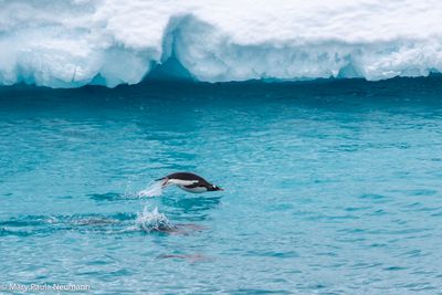 Gentoo penguins