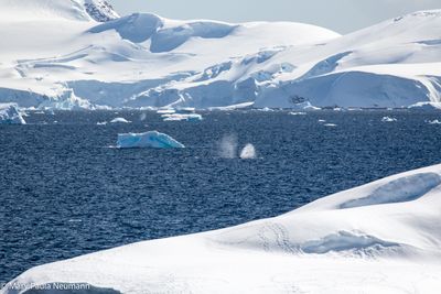 Humpback whale