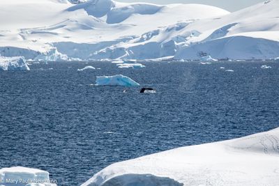 Humpback whale